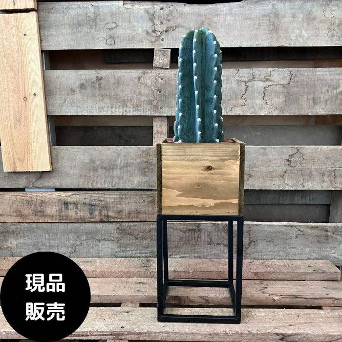 観葉植物現品販売