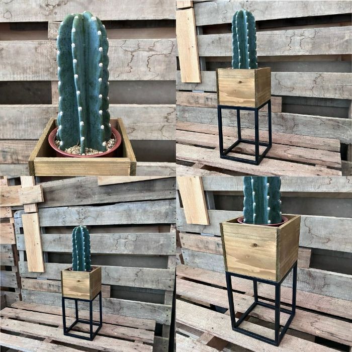 観葉植物現品販売