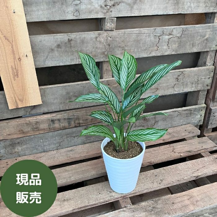 観葉植物現品販売