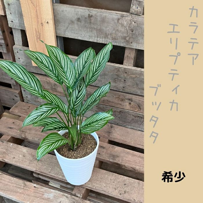 観葉植物現品販売