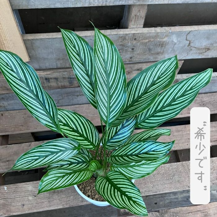 観葉植物現品販売