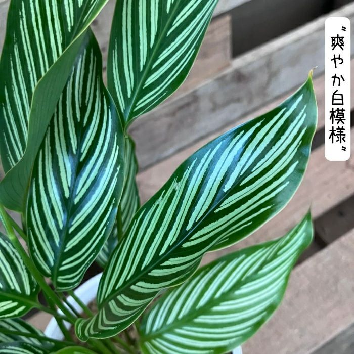 観葉植物現品販売