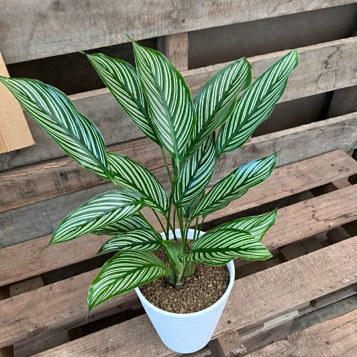 観葉植物現品販売