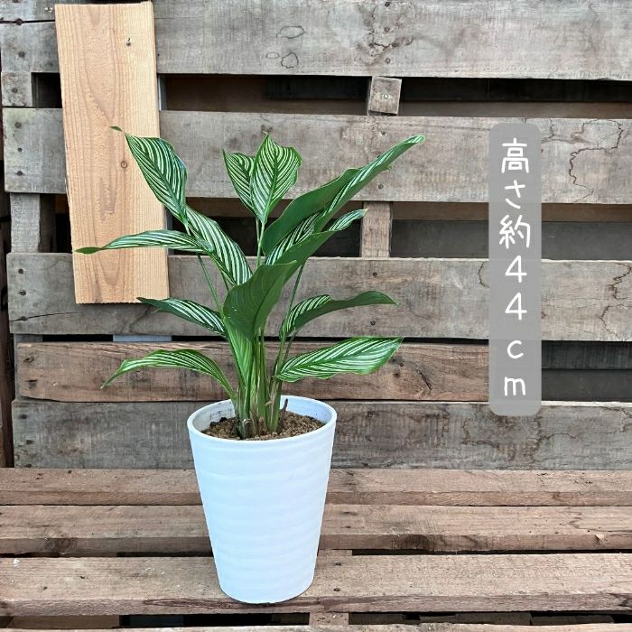 観葉植物現品販売