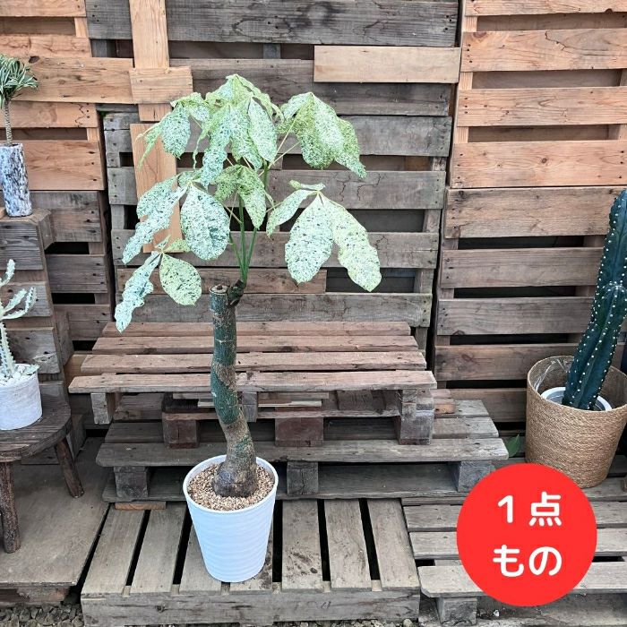 観葉植物現品販売