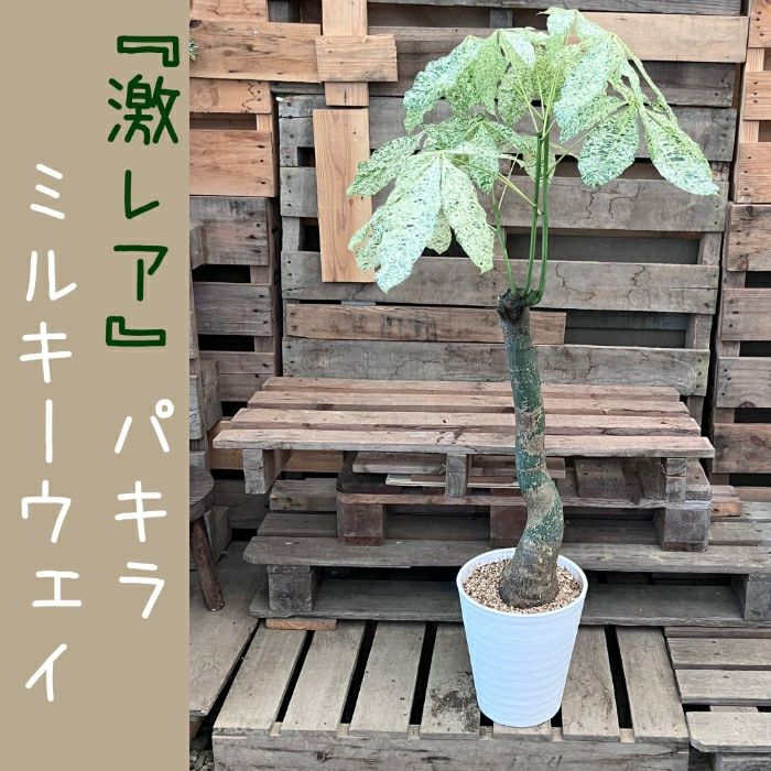 観葉植物現品販売
