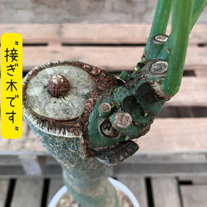 観葉植物現品販売