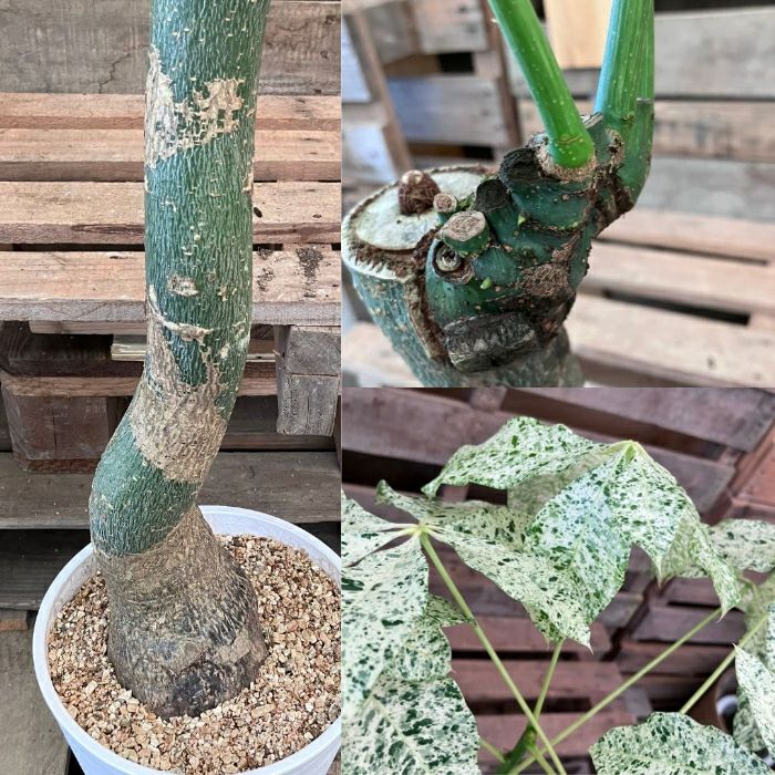 観葉植物現品販売