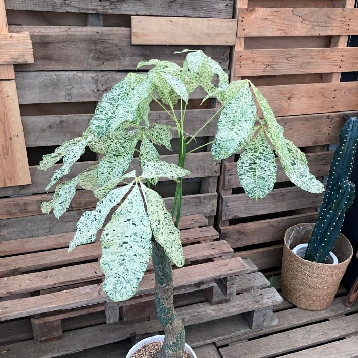 観葉植物現品販売