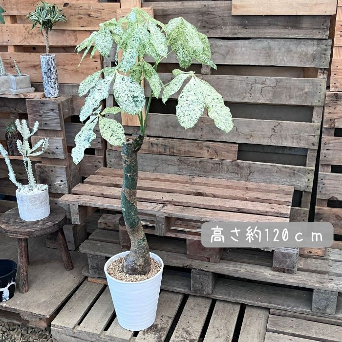 観葉植物現品販売