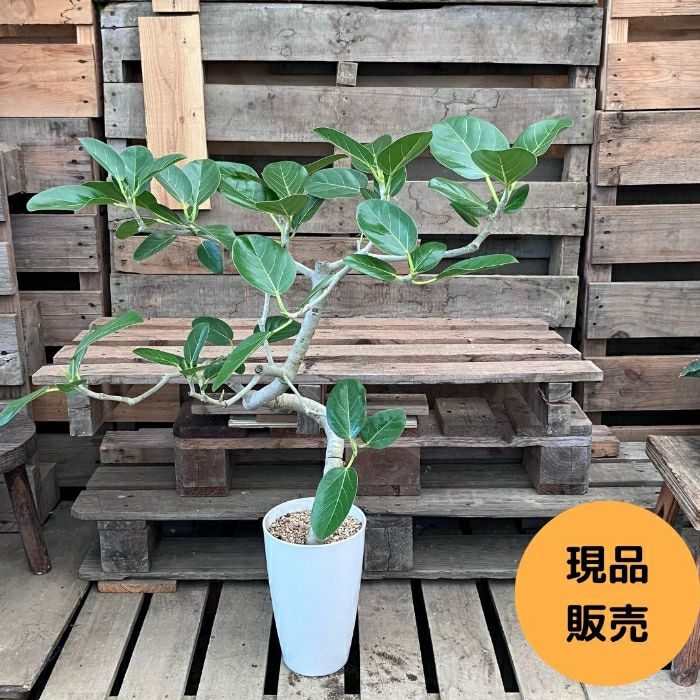 観葉植物現品販売