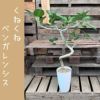 観葉植物現品販売