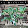 観葉植物現品販売