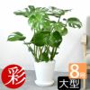 観葉植物 通販 モンステラ 8号セラアート鉢 CR060017