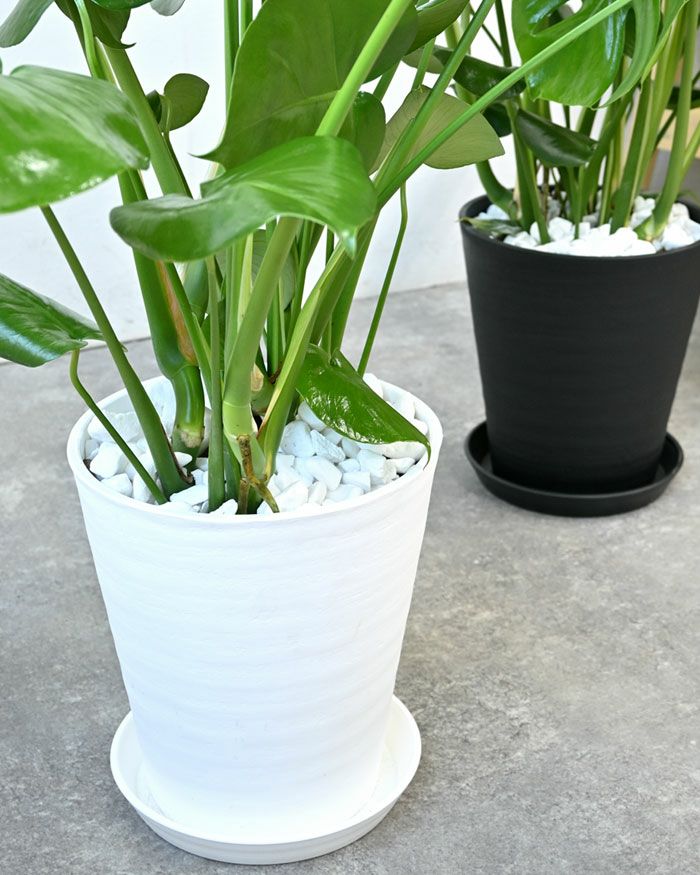 観葉植物 通販 モンステラ 8号セラアート鉢 CR060017