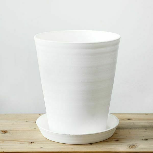 観葉植物 通販 モンステラ 8号セラアート鉢 CR060017