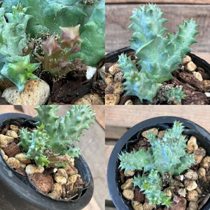 観葉植物現品販売