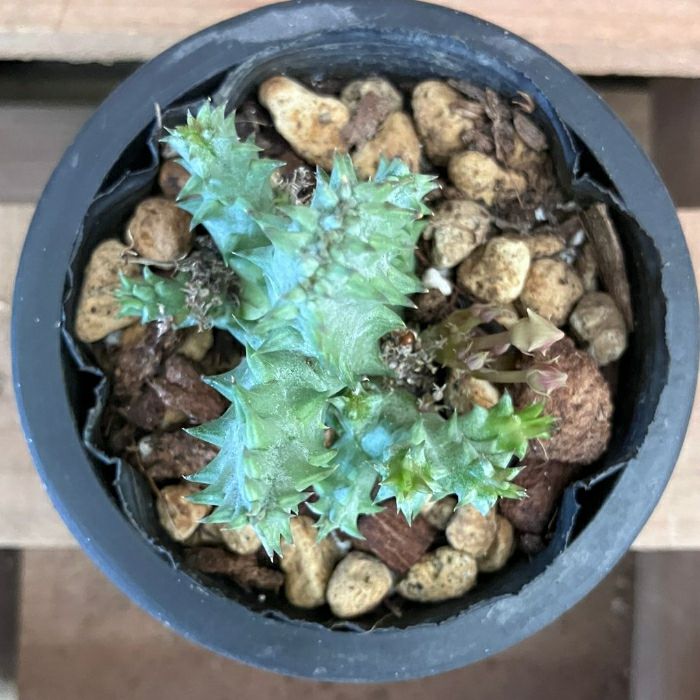 観葉植物現品販売