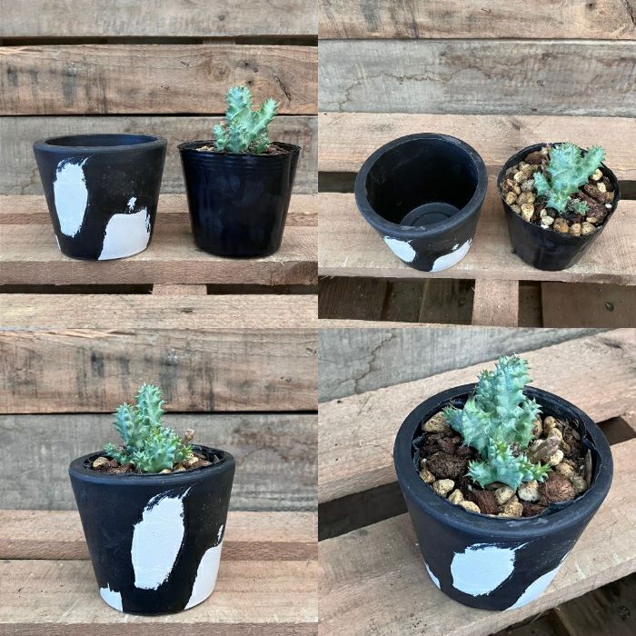 観葉植物現品販売