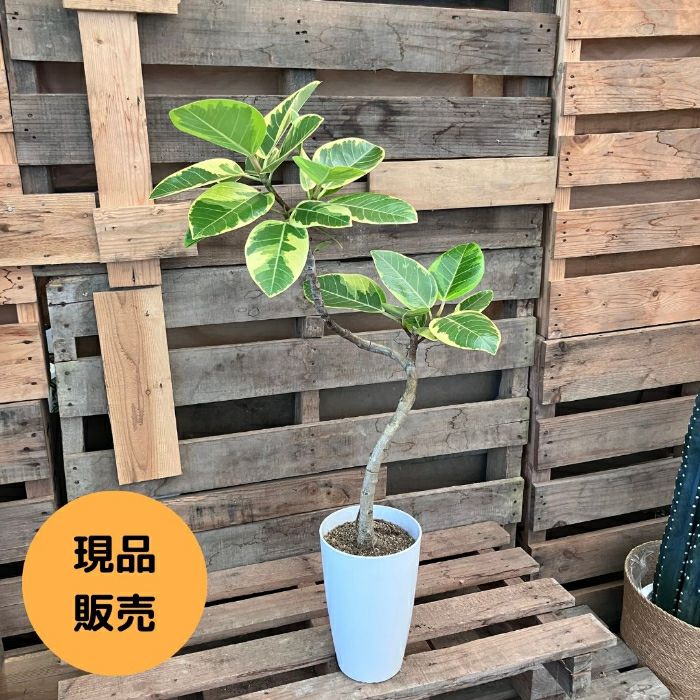 観葉植物現品販売