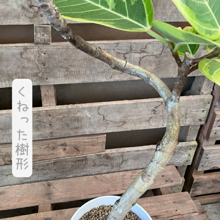 観葉植物現品販売