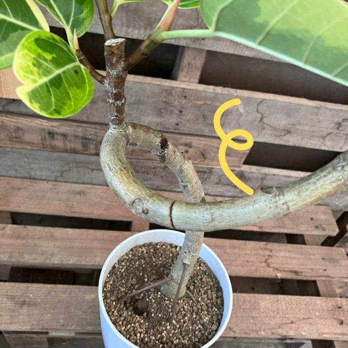 観葉植物現品販売