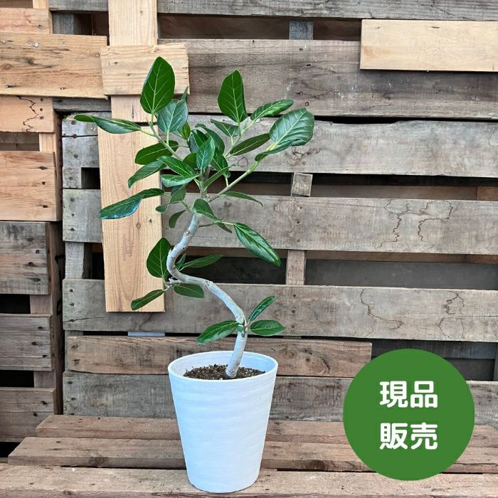 観葉植物現品販売