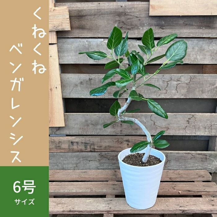 観葉植物現品販売