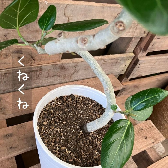 観葉植物現品販売