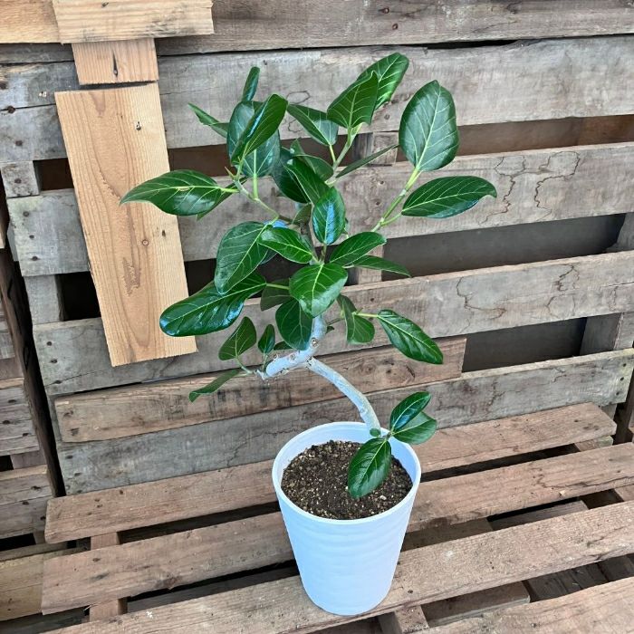 観葉植物現品販売