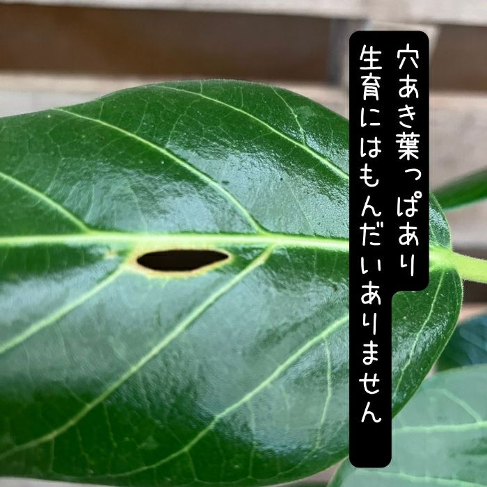 観葉植物現品販売