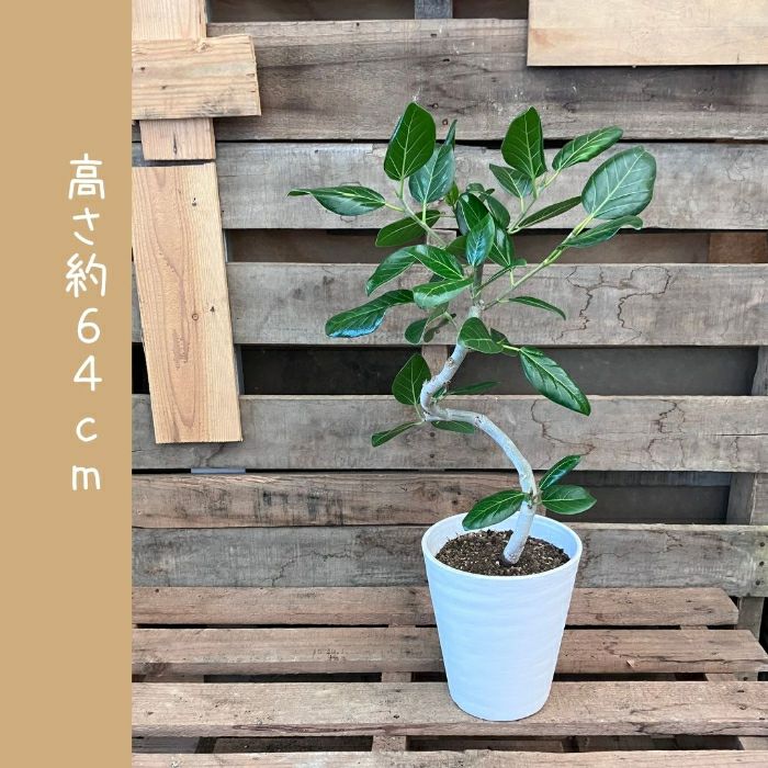 観葉植物現品販売
