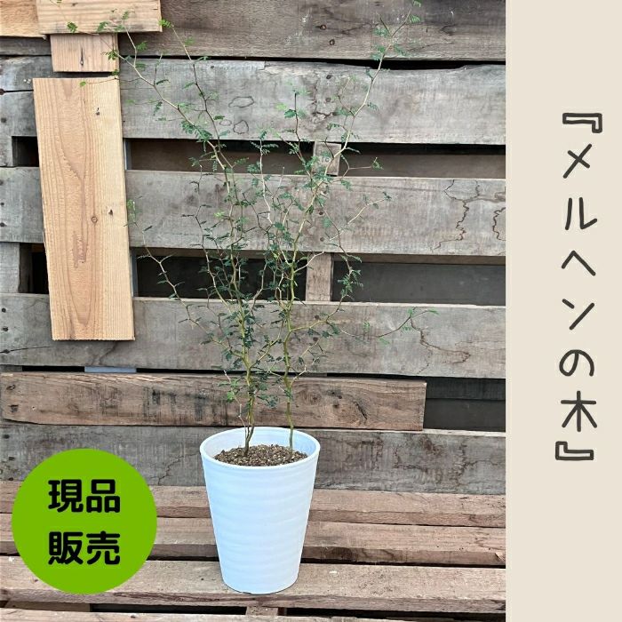 観葉植物現品販売
