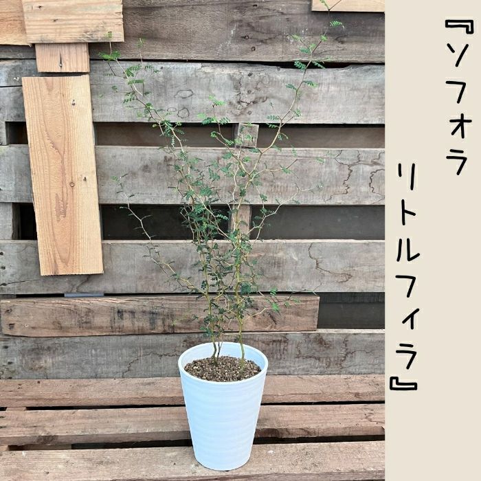 観葉植物現品販売