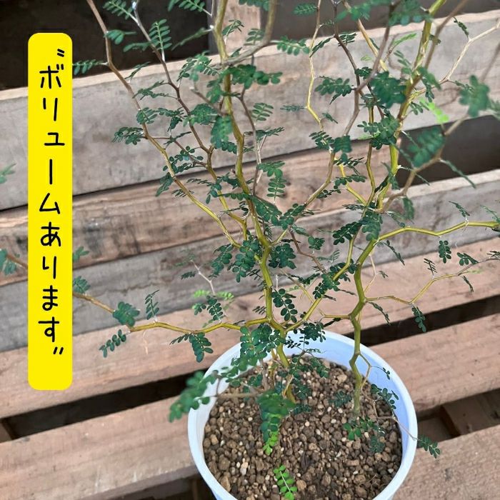 観葉植物現品販売