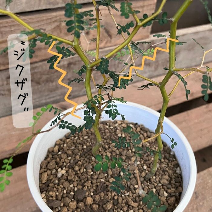 観葉植物現品販売