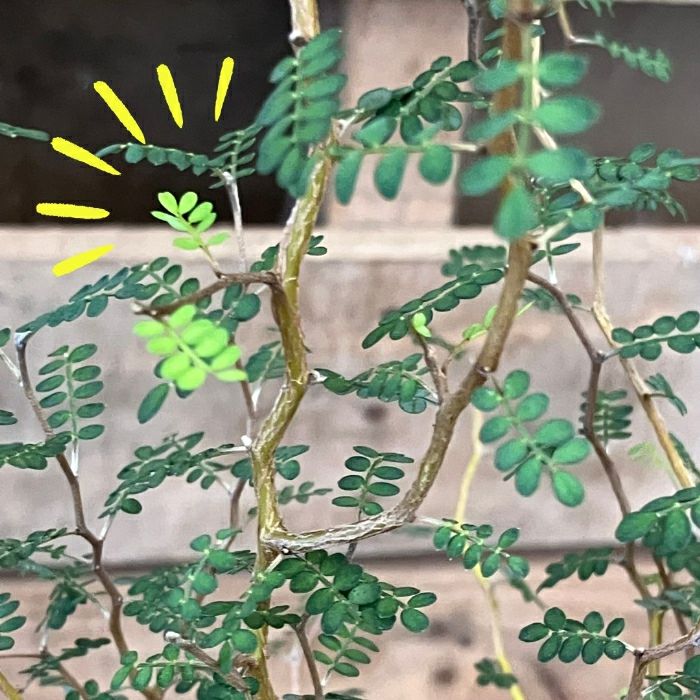 観葉植物現品販売
