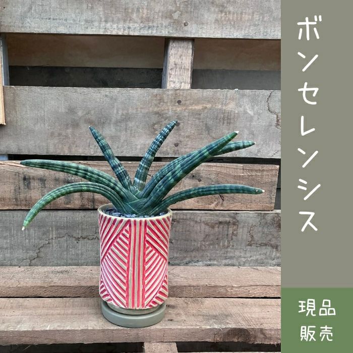 観葉植物現品販売