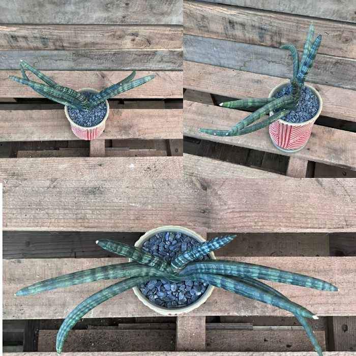 観葉植物現品販売