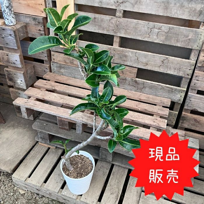 観葉植物現品販売
