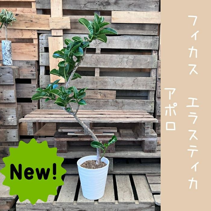 観葉植物現品販売