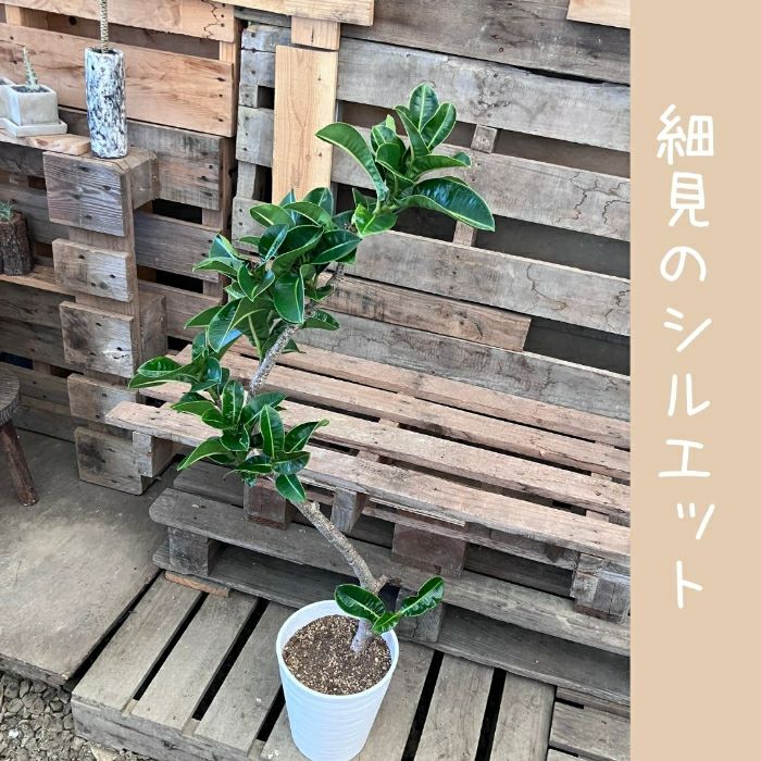観葉植物現品販売