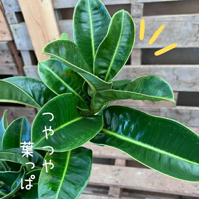 観葉植物現品販売