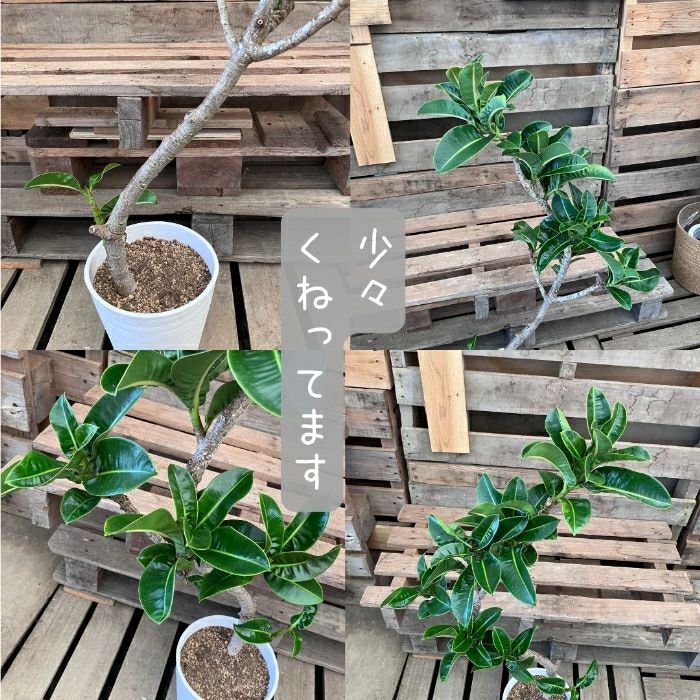 観葉植物現品販売