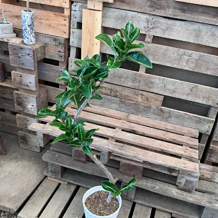 観葉植物現品販売