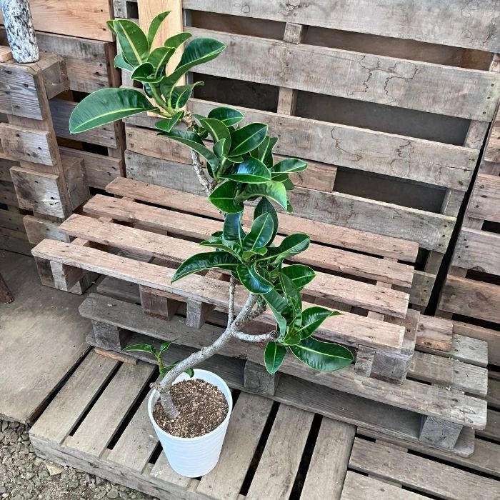 観葉植物現品販売