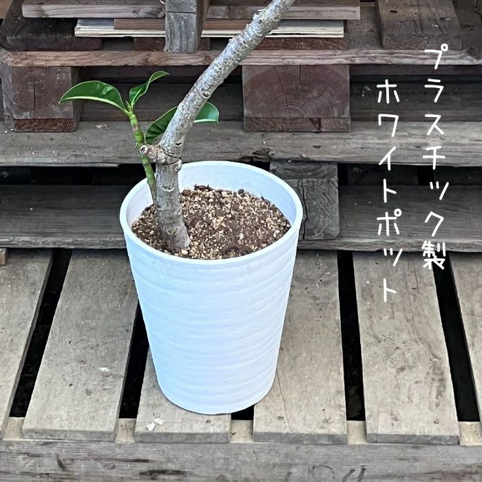 観葉植物現品販売
