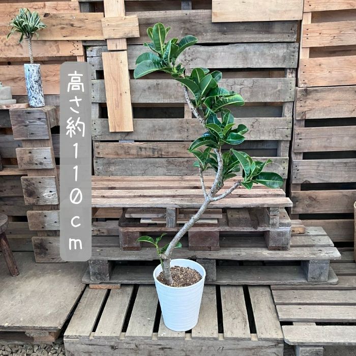 観葉植物現品販売