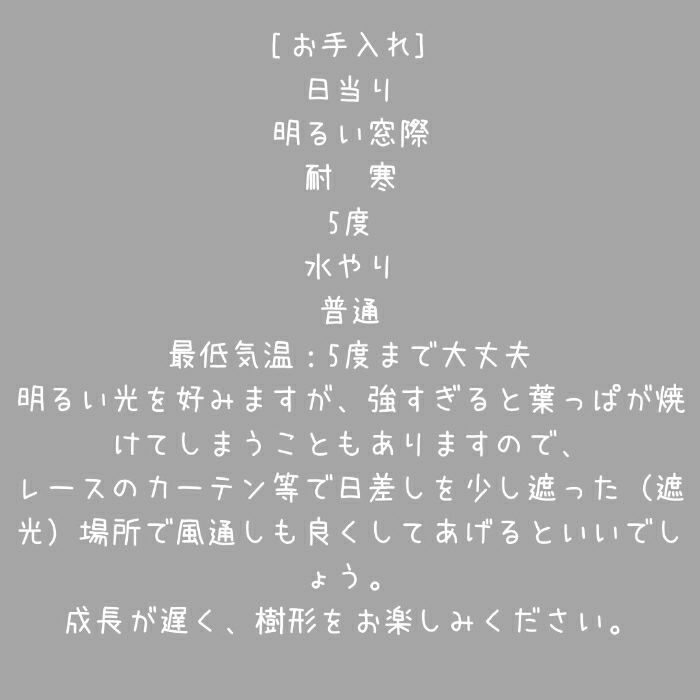 観葉植物現品販売