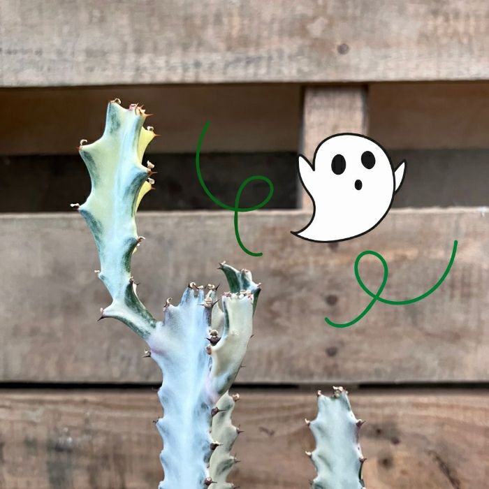 観葉植物現品販売